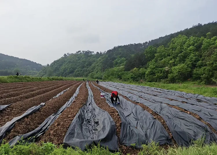 Black Biodegradable Weed Barrier Fabric